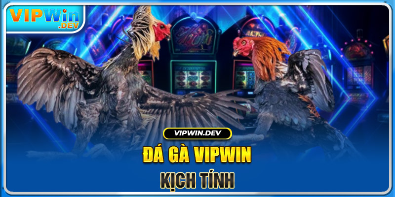 Đá gà KUBET kịch tính